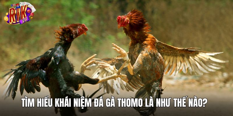 Tìm hiểu khái niệm đá gà thomo là như thế nào?