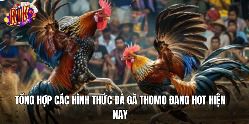 Tổng hợp các hình thức đá gà Thomo đang hot hiện nay