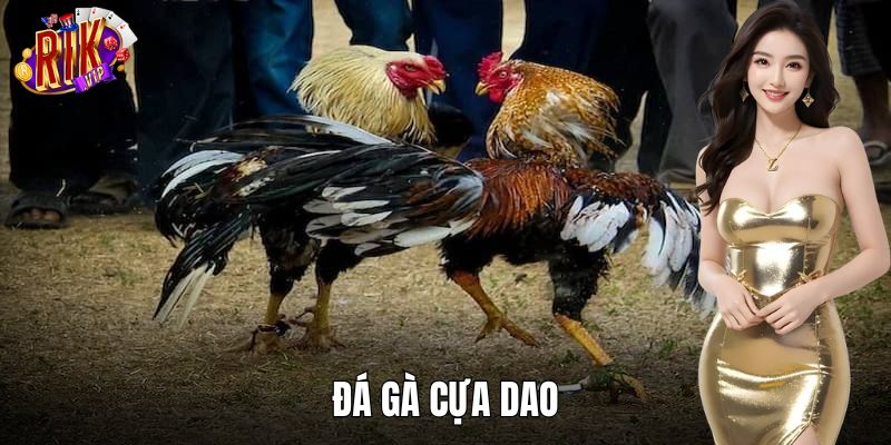 Đá Gà Cựa Dao RIKVIP – Chọi Kê Kịch Tính, Cá Cược Hấp Dẫn