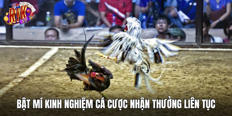 Bật mí kinh nghiệm cá cược nhận thưởng liên tục