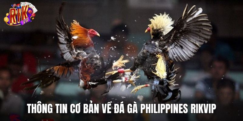 Thông tin cơ bản về sân chơi đá gà Philippines RIKVIP